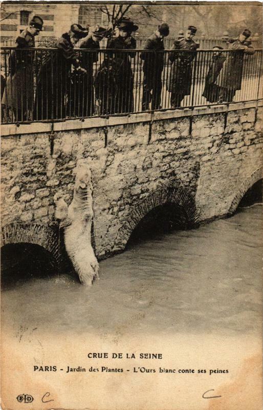 Carte postale ancienne Paris Jardin des Plantes L'Ours blanc Inondations 1910 à Paris