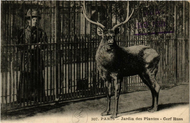 Carte postale ancienne Paris (5e) Jardin des Plantes. Cerf Rusa à Paris 5e