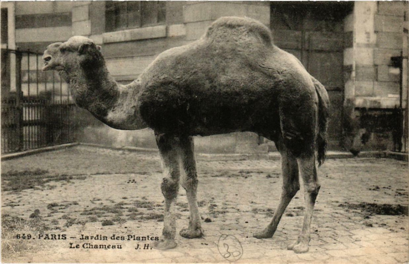Carte postale ancienne Paris (5e) Jardin des Plantes. Le Chameau à Paris 5e