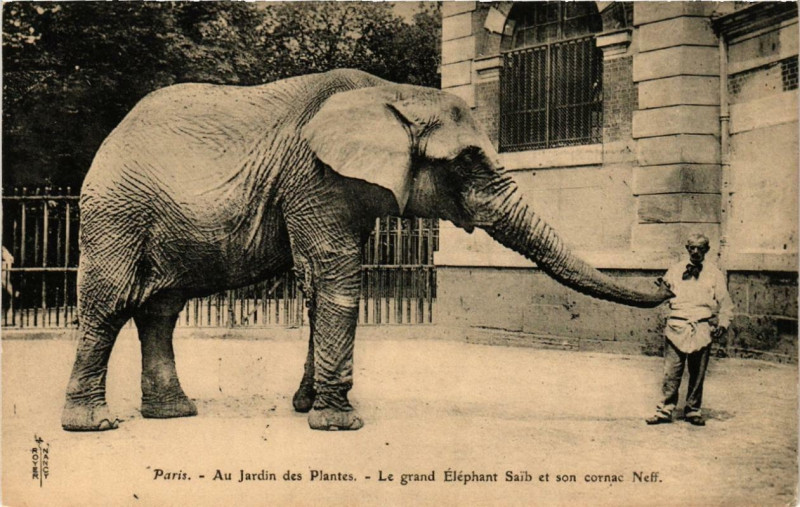 Carte postale ancienne Paris (5e) Au Jardin des Plantes. Le grand Elephant Saib à Paris 5e