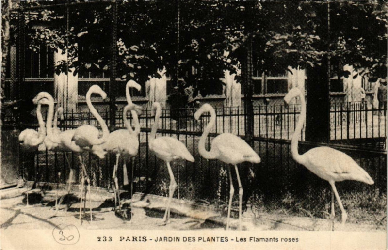 Carte postale ancienne Paris (5e) Jardin des Plantes. Les Flamants roses à Paris 5e