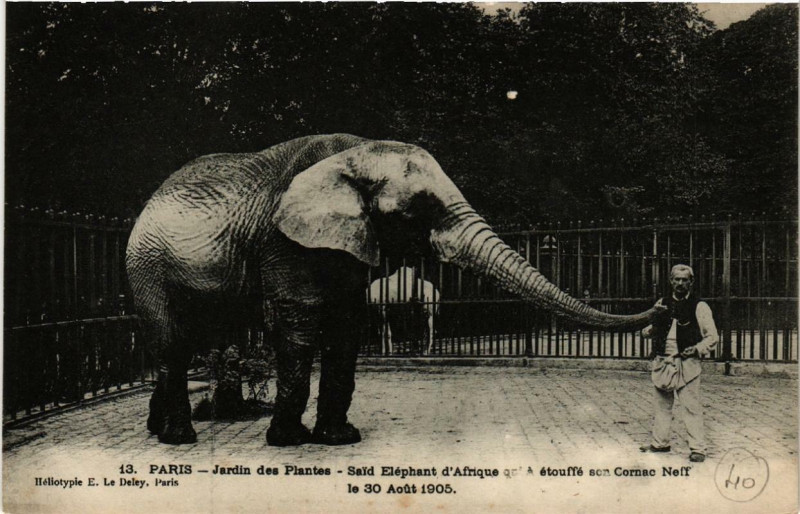 Carte postale ancienne Paris (5e) Jardin des Plantes. Said Elephant d'Afrique à Paris 5e