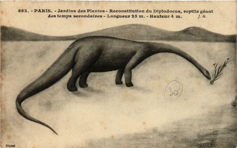Carte postale ancienne Paris (5e) Jardin des Plantes. Reconstruction du Diplodocus à Paris 5e