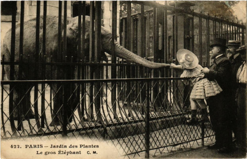 Carte postale ancienne Paris (5e) Jardin des Plantes. Le gros Elephant à Paris 5e