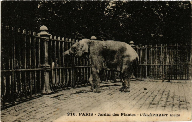 Carte postale ancienne Paris (5e) Jardin des Plantes. L'Elephant Koutch à Paris 5e