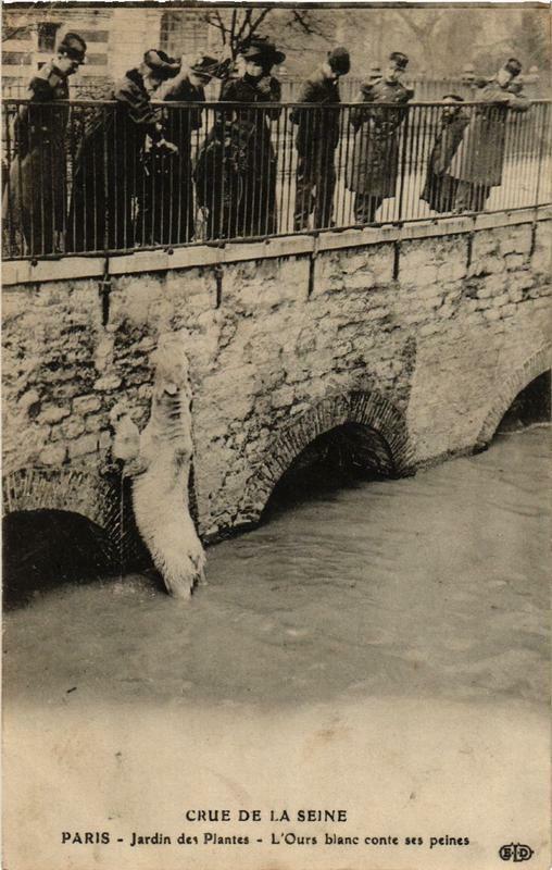 Carte postale ancienne Paris Jardin des Plantes L'Ours blanc Inondations 1910 à Paris