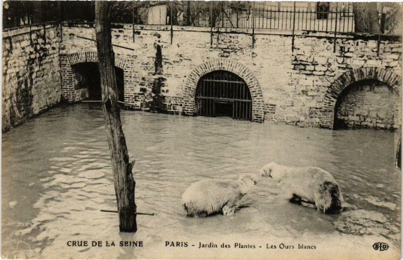 Carte postale ancienne Paris Jardin des Plantes Les Ours blancs Inondations 1910 à Paris