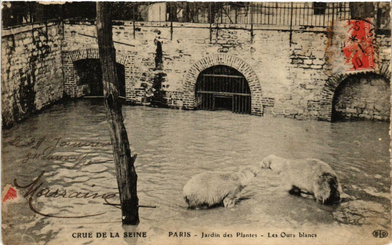 Carte postale ancienne Paris Jardin des Plantes Les Ours blancs Inondations 1910 à Paris