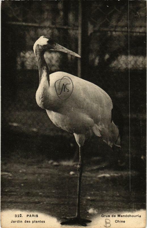 Carte postale ancienne Paris (5e) Jardin des Plantes. Grue de Mandchourie à Paris 5e