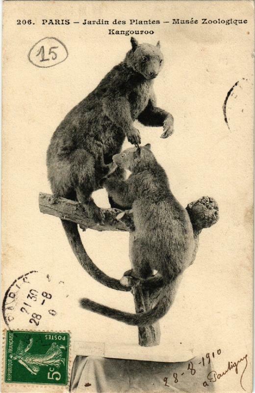Carte postale ancienne Paris (5e) Jardin des Plantes. Musée Zoologique Kangouroo à Paris 5e