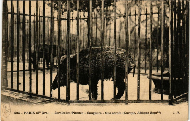 Carte postale ancienne Paris (5e) Jardin des Plantes. Sanliers Sus scrofa à Paris 5e