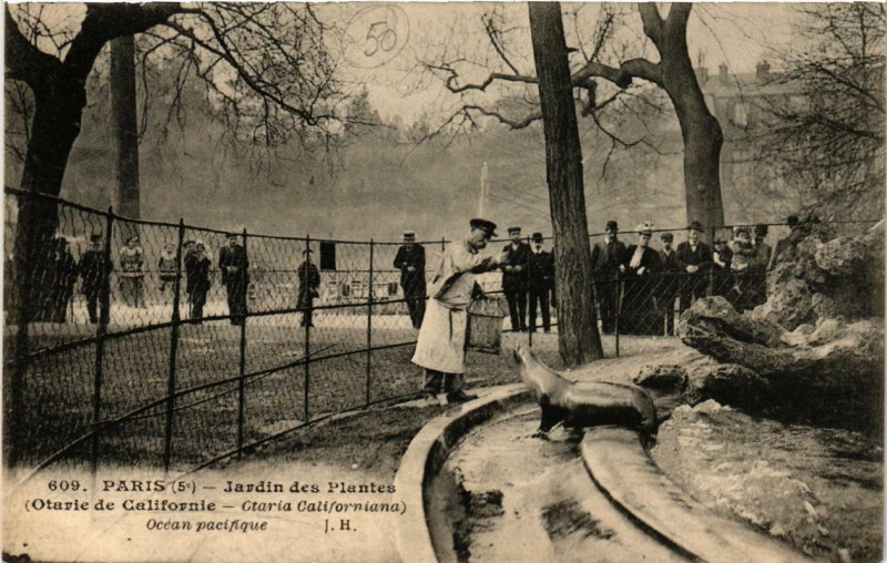 Carte postale ancienne Paris (5e) Jardin des Plantes. Otarie de Californie à Paris 5e