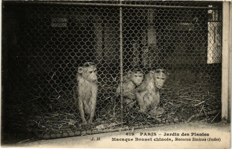 Carte postale ancienne Paris (5e) Jardin des Plantes. Macaque Bonnet chinois à Paris 5e