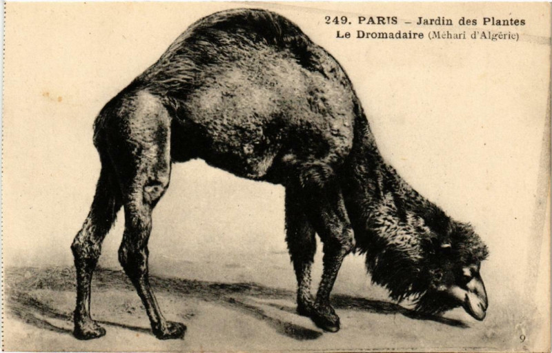 Carte postale ancienne Paris (5e) Jardin des Plantes. Le Dromadaire à Paris 5e
