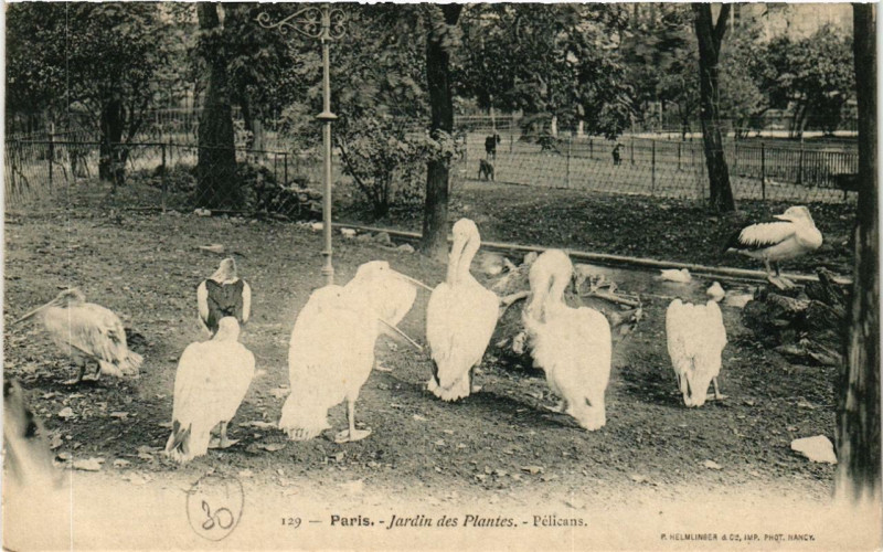 Carte postale ancienne Paris (5e) Jardin des Plantes. Pelicans à Paris 5e