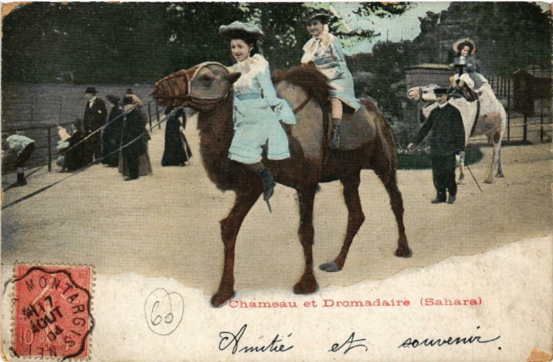 Carte postale ancienne Jardin d'Acclimatation - Chameau et Dromadaire à Paris