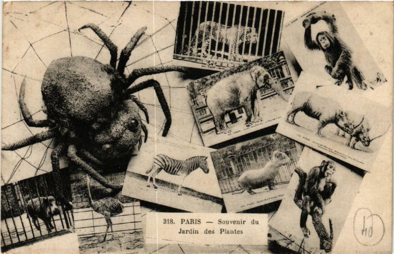 Carte postale ancienne Paris (5e) Souvenir du Jardin des Plantes. à Paris 5e