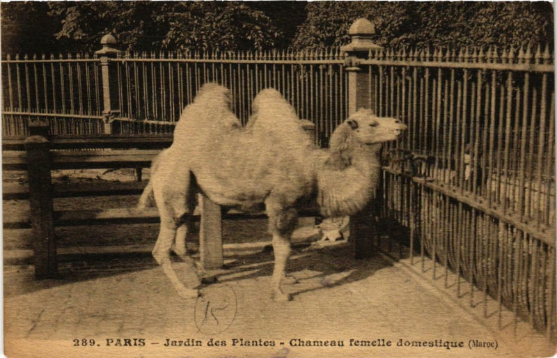 Carte postale ancienne Paris (5e) Jardin des Plantes. Chameau femelle domestique à Paris 5e