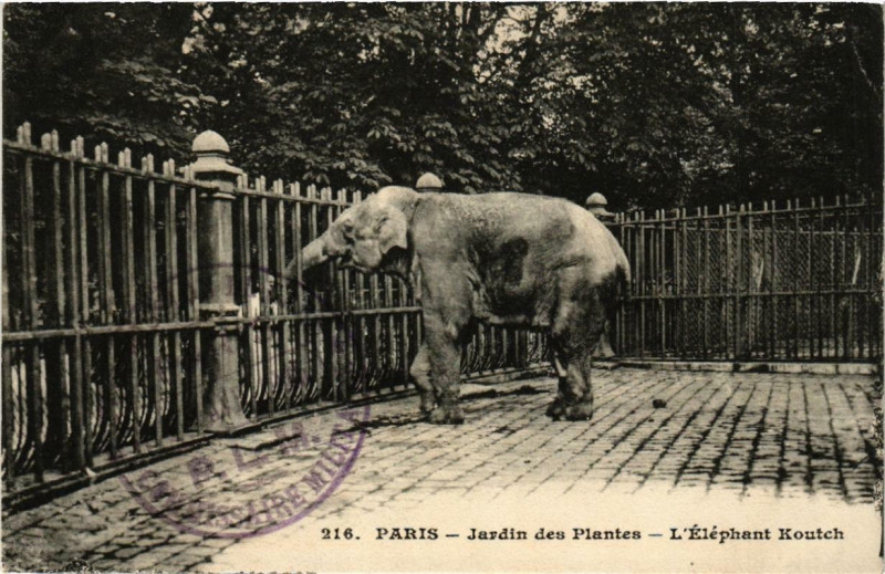 Carte postale ancienne Paris (5e) Jardin des Plantes. L'Elephant Koutch à Paris 5e