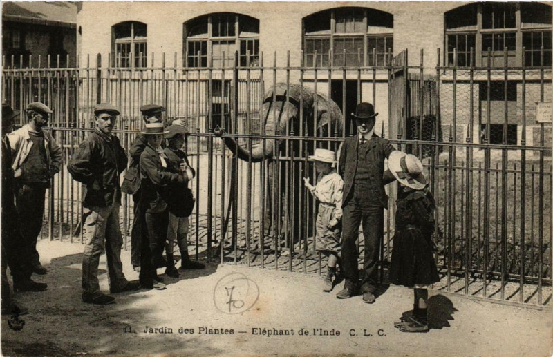 Carte postale ancienne Paris (5e) Jardin des Plantes. Elephant de l'Inde à Paris 5e