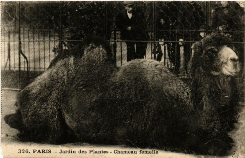 Carte postale ancienne Paris (5e) Jardin des Plantes. Chameau femelle à Paris 5e