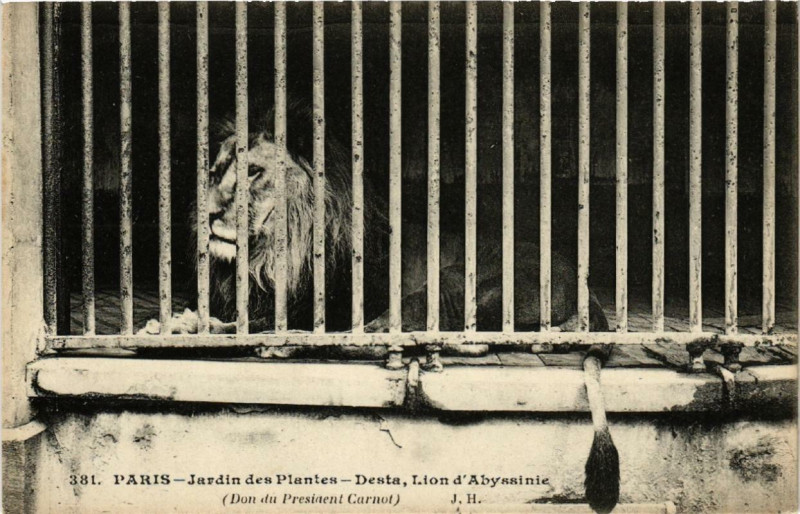 Carte postale ancienne Paris (5e) Jardin des Plantes. Desta Lion d'Abyssinie à Paris 5e