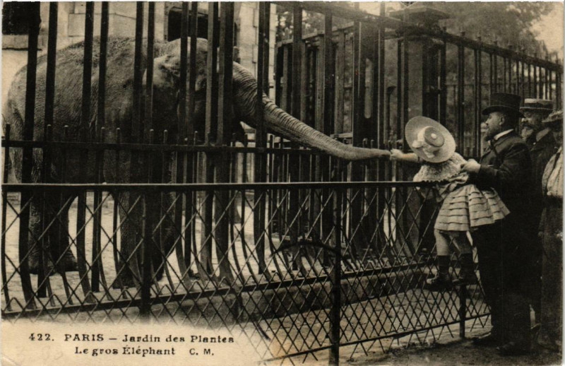 Carte postale ancienne Paris (5e) Jardin des Plantes. Le gros Elephant à Paris 5e