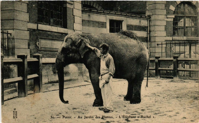 Carte postale ancienne Paris (5e) Au Jardin des Plantes. L'Elephant Rachel à Paris 5e