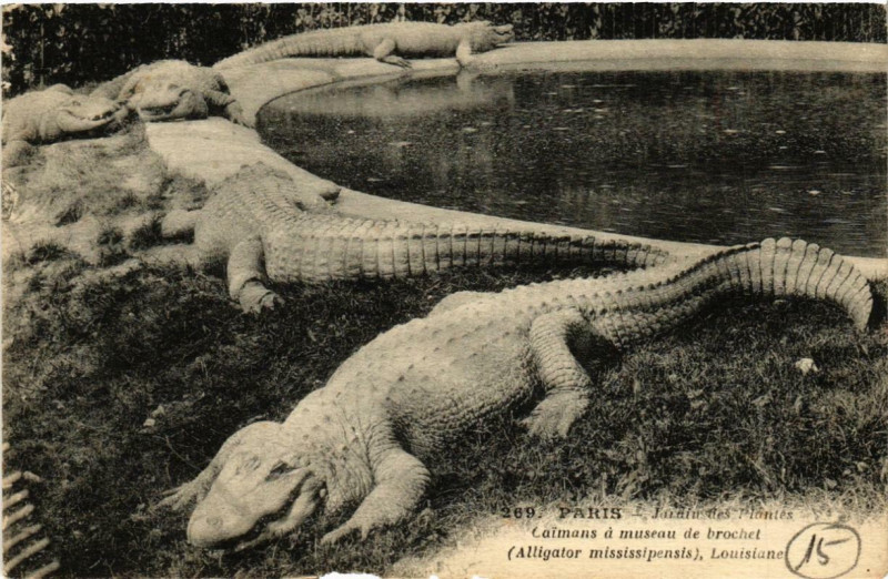 Carte postale ancienne Paris (5e) Jardin des Plantes. Caimans a museau de brochet à Paris 5e