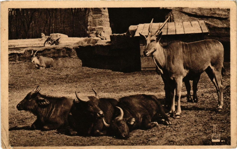 Carte postale ancienne Parc Zoologique du Bois De Vincennes - Elans du Cap à Paris 12e