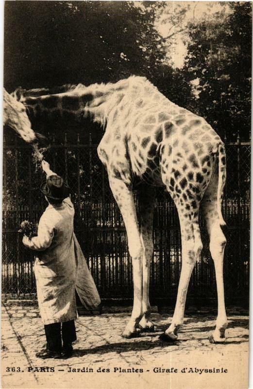 Carte postale ancienne Paris (5e) Jardin des Plantes. Girafe d'Abyssinie à Paris 5e