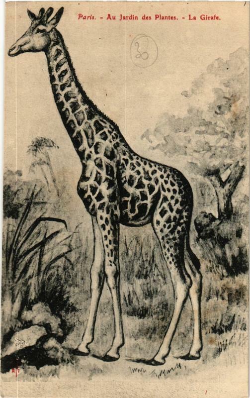 Carte postale ancienne Paris (5e) Au Jardin des Plantes. La Girafe à Paris 5e