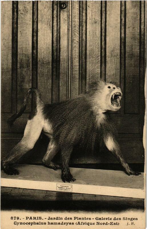 Carte postale ancienne Paris (5e) Jardin des Plantes. Galerie des Singes Cynocephalus à Paris 5e