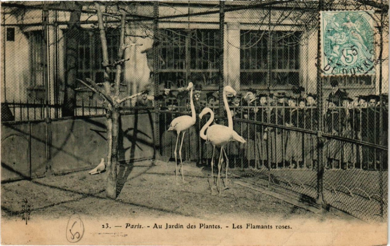 Carte postale ancienne Paris (5e) Au Jardin des Plantes. Les Flamants roses à Paris 5e