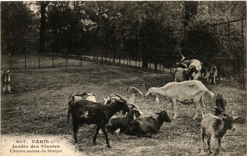 Carte postale ancienne Paris (5e) Jardin des Plantes. Chevres naines du Senegal à Paris 5e