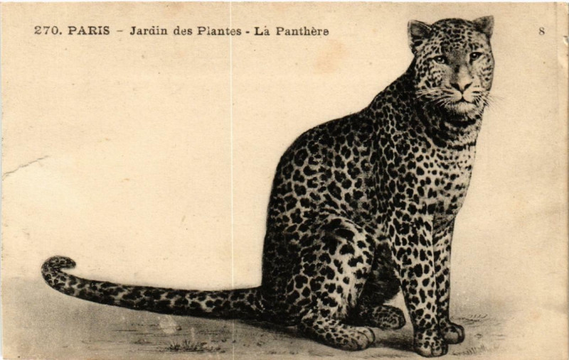 Carte postale ancienne Paris (5e) Jardin des Plantes. La Panthere à Paris 5e