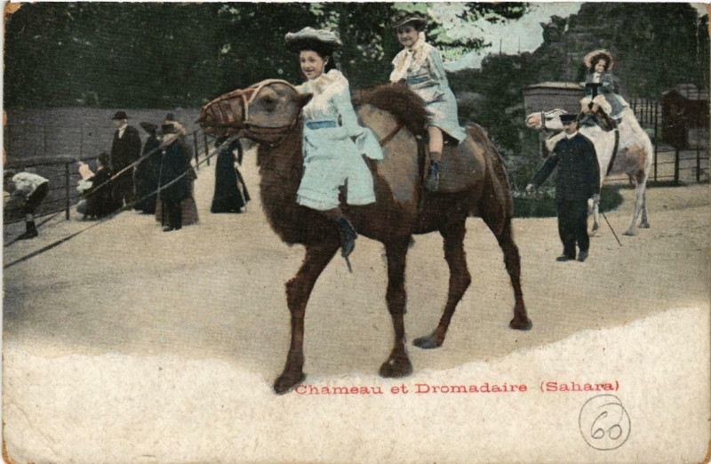 Carte postale ancienne Jardin d'Acclimatation - Chameau et Dromadaire à Paris