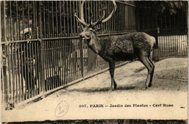 Carte postale ancienne Paris (5e) Jardin des Plantes. Cerf Rusa à Paris 5e