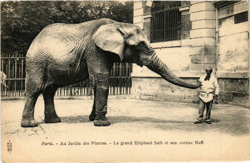 Carte postale ancienne Paris (5e) Au Jardin des Plantes. Le grand Elephant Saib à Paris 5e