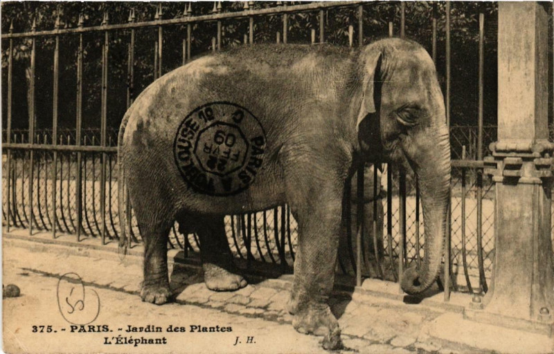 Carte postale ancienne Paris (5e) Jardin des Plantes. L'Elephant à Paris 5e