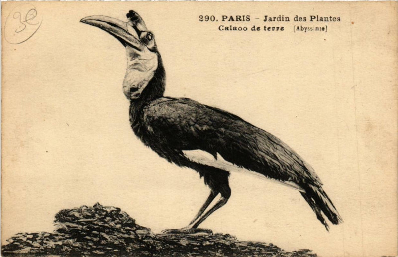 Carte postale ancienne Paris (5e) Jardin des Plantes. Calaoo de terre à Paris 5e