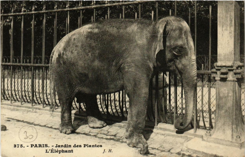 Carte postale ancienne Paris (5e) Jardin des Plantes. L'Elephant à Paris 5e