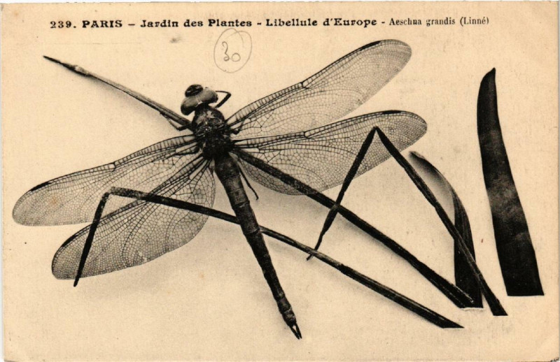 Carte postale ancienne Paris (5e) Jardin des Plantes. Libellule d'Europe à Paris 5e