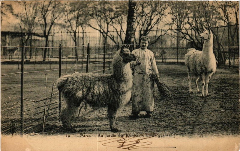 Carte postale ancienne Paris (5e) Au Jardin des Plantes. Lama guanaco à Paris 5e