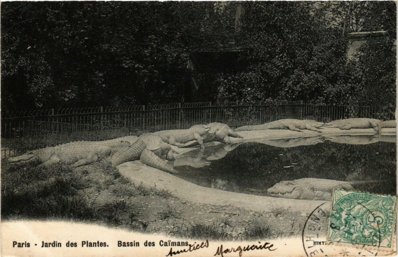 Carte postale ancienne Paris (5e) Jardin des Plantes. Bassin des Caimans à Paris 5e