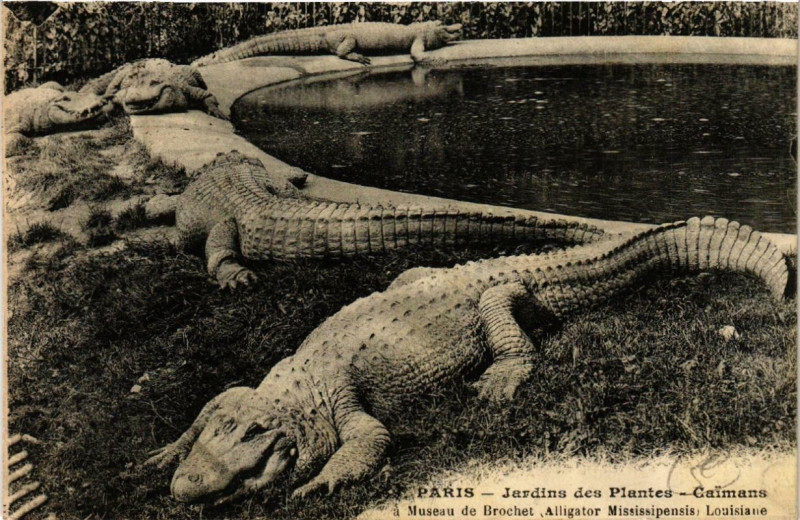 Carte postale ancienne Paris (5e) Jardin des Plantes. Caimans à Paris 5e