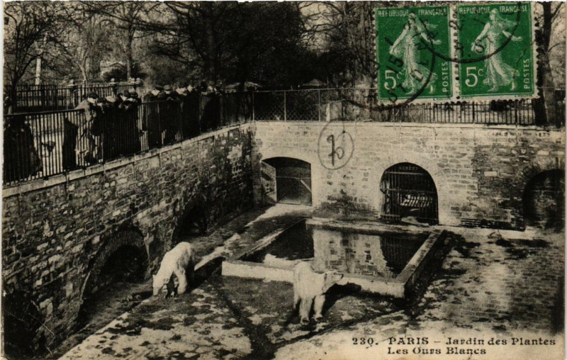 Carte postale ancienne Paris (5e) Jardin des Plantes. Les Ours Blancs à Paris 5e