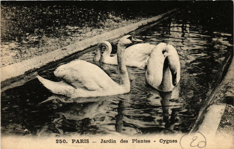 Carte postale ancienne Paris (5e) Jardin des Plantes. Cygnes à Paris 5e