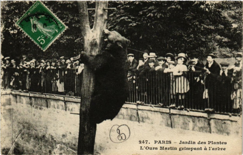 Carte postale ancienne Paris (5e) Jardin des Plantes. L'Ours Martin grimpant a l'arbre à Paris 5e