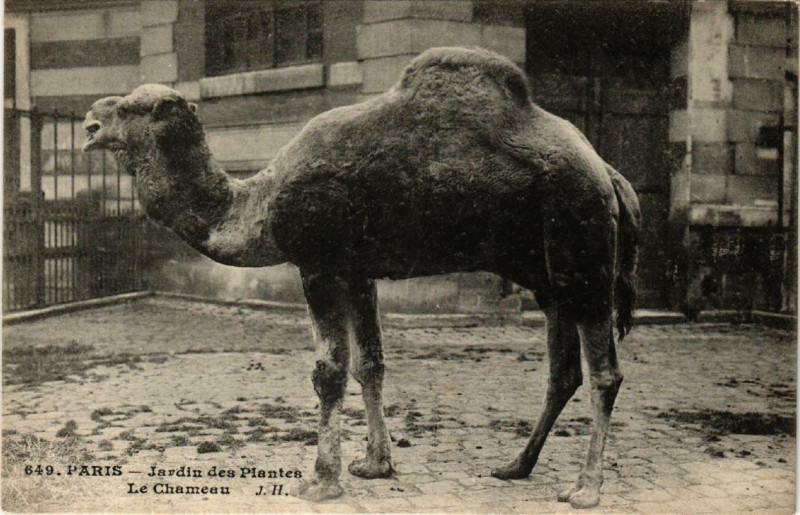 Carte postale ancienne Paris (5e) Jardin des Plantes. Le Chameau à Paris 5e